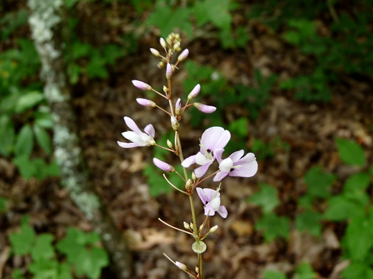 {Desmodium nudiflorum}